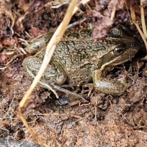 Limnodynastes tasmaniensis at Dunlop, ACT - 21 Sep 2021 02:09 PM