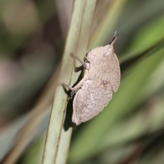 Goniaea australasiae (Gumleaf grasshopper) at Carwoola, NSW - 21 Sep 2021 by cherylhodges