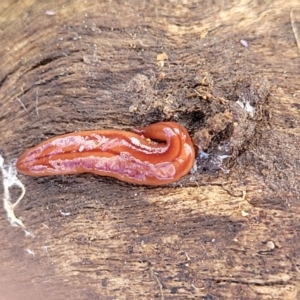 Anzoplana trilineata at Dunlop, ACT - 21 Sep 2021 02:11 PM