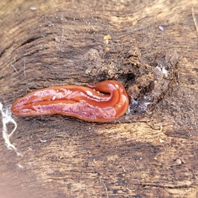 Anzoplana trilineata (A Flatworm) at Dunlop Grasslands - 21 Sep 2021 by tpreston