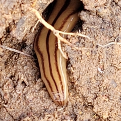 Anzoplana trilineata (A Flatworm) at Dunlop, ACT - 21 Sep 2021 by trevorpreston