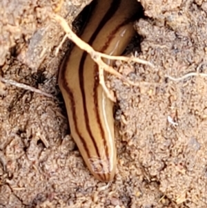 Anzoplana trilineata at Dunlop, ACT - 21 Sep 2021