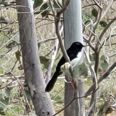 Rhipidura leucophrys (Willie Wagtail) at Dunlop Grasslands - 21 Sep 2021 by tpreston