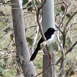 Rhipidura leucophrys at Fraser, ACT - 21 Sep 2021