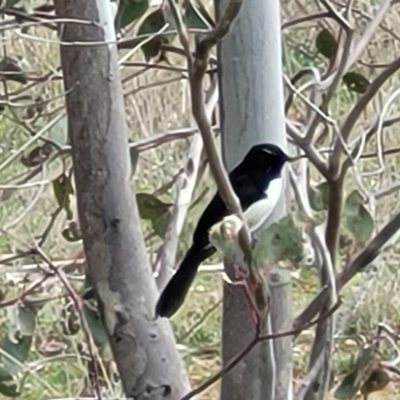 Rhipidura leucophrys (Willie Wagtail) at Dunlop Grasslands - 21 Sep 2021 by tpreston