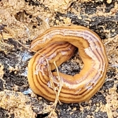 Fletchamia quinquelineata (Five-striped flatworm) at Fraser, ACT - 21 Sep 2021 by trevorpreston