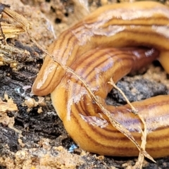 Fletchamia quinquelineata at Fraser, ACT - 21 Sep 2021