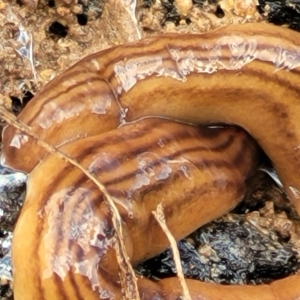 Fletchamia quinquelineata at Fraser, ACT - 21 Sep 2021