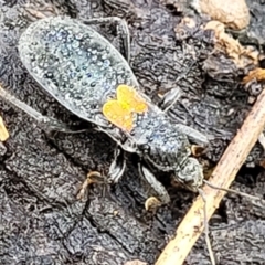 Peirates sp. (genus) (Yellow-spot Assassin Bug) at Dunlop Grasslands - 21 Sep 2021 by tpreston