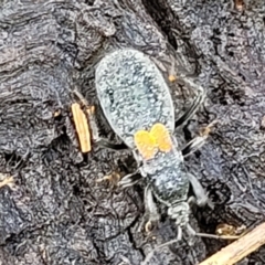 Peirates sp. (genus) at Fraser, ACT - 21 Sep 2021