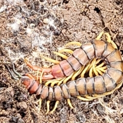 Cormocephalus aurantiipes (Orange-legged Centipede) at Dunlop, ACT - 21 Sep 2021 by trevorpreston