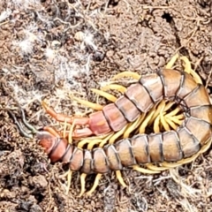 Cormocephalus aurantiipes (Orange-legged Centipede) at Dunlop Grasslands - 21 Sep 2021 by tpreston