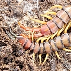 Cormocephalus aurantiipes at Dunlop, ACT - 21 Sep 2021