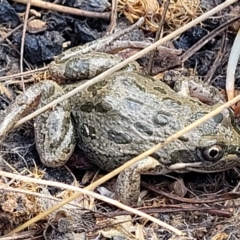 Limnodynastes tasmaniensis (Spotted Grass Frog) at Dunlop, ACT - 21 Sep 2021 by trevorpreston