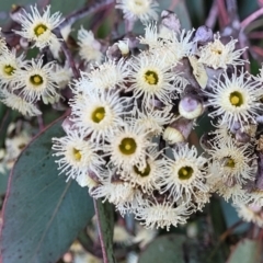 Eucalyptus polyanthemos (Red Box) at Dunlop, ACT - 21 Sep 2021 by trevorpreston