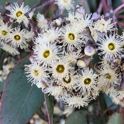 Eucalyptus polyanthemos (Red Box) at Dunlop, ACT - 21 Sep 2021 by tpreston