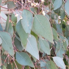 Eucalyptus polyanthemos at Dunlop, ACT - 21 Sep 2021