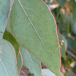 Eucalyptus polyanthemos at Dunlop Grasslands - 21 Sep 2021 02:32 PM