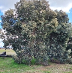 Eucalyptus polyanthemos at Dunlop, ACT - 21 Sep 2021