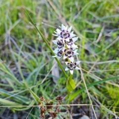 Wurmbea dioica subsp. dioica (Early Nancy) at Jerrabomberra, ACT - 21 Sep 2021 by Mike