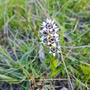 Wurmbea dioica subsp. dioica at Jerrabomberra, ACT - 21 Sep 2021