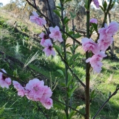 Prunus persica (Peach, Nectarine) at Isaacs Ridge - 21 Sep 2021 by Mike