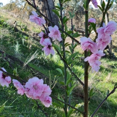 Prunus persica (Peach, Nectarine) at Isaacs Ridge and Nearby - 21 Sep 2021 by Mike