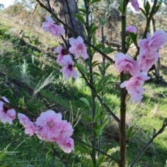 Prunus persica (Peach, Nectarine) at Jerrabomberra, ACT - 21 Sep 2021 by Mike