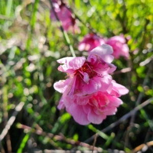 Prunus persica at Jerrabomberra, ACT - 21 Sep 2021