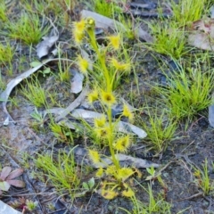 Drosera gunniana (Pale Sundew) at Isaacs Ridge - 21 Sep 2021 by Mike