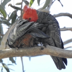 Callocephalon fimbriatum (Gang-gang Cockatoo) at Aranda, ACT - 21 Sep 2021 by KMcCue