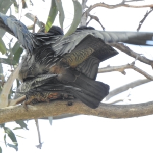 Callocephalon fimbriatum at Aranda, ACT - suppressed