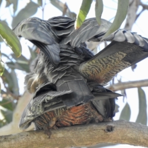 Callocephalon fimbriatum at Aranda, ACT - suppressed