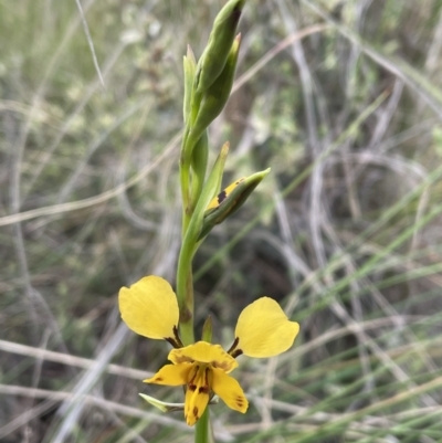 Diuris nigromontana (Black Mountain Leopard Orchid) at Gossan Hill - 21 Sep 2021 by JVR