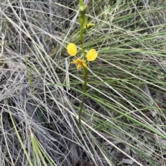 Diuris nigromontana at Bruce, ACT - suppressed