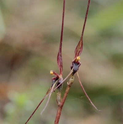 Acianthus caudatus (Mayfly Orchid) at Woodlands, NSW - 21 Sep 2021 by Snowflake