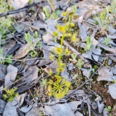Drosera sp. (A Sundew) at Isaacs Ridge and Nearby - 21 Sep 2021 by Mike