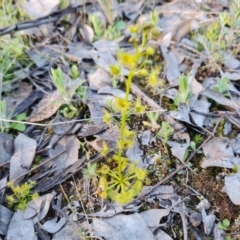 Drosera (genus) (A Sundew) at Jerrabomberra, ACT - 21 Sep 2021 by Mike