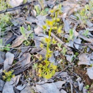 Drosera sp. at Jerrabomberra, ACT - 21 Sep 2021 04:15 PM