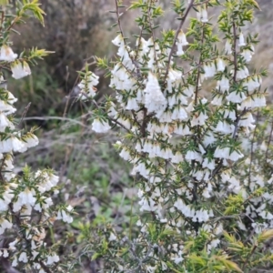 Styphelia fletcheri subsp. brevisepala at Jerrabomberra, ACT - 21 Sep 2021