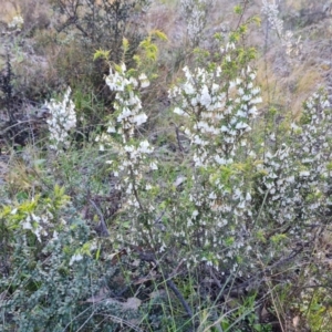 Leucopogon fletcheri subsp. brevisepalus at Jerrabomberra, ACT - 21 Sep 2021