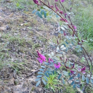 Indigofera australis subsp. australis at Jerrabomberra, ACT - 21 Sep 2021 04:06 PM