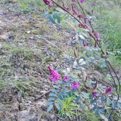 Indigofera australis subsp. australis (Australian Indigo) at Isaacs Ridge and Nearby - 21 Sep 2021 by Mike