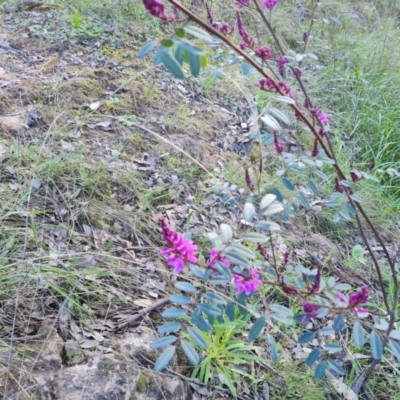 Indigofera australis subsp. australis (Australian Indigo) at Jerrabomberra, ACT - 21 Sep 2021 by Mike