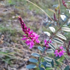 Indigofera australis subsp. australis at Jerrabomberra, ACT - 21 Sep 2021