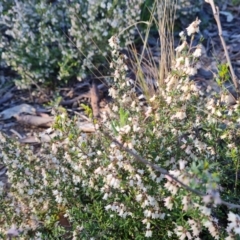 Cryptandra amara (Bitter Cryptandra) at Isaacs Ridge and Nearby - 21 Sep 2021 by Mike