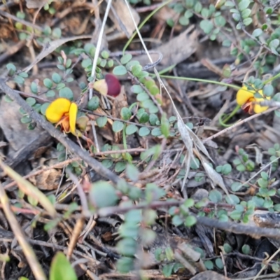 Bossiaea buxifolia (Matted Bossiaea) at Isaacs Ridge and Nearby - 21 Sep 2021 by Mike