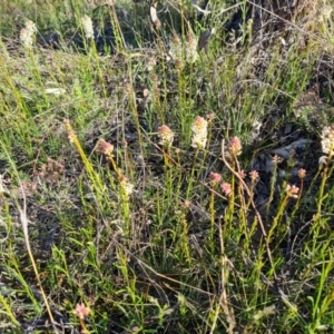 Stackhousia monogyna at Jerrabomberra, ACT - 21 Sep 2021