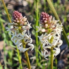 Stackhousia monogyna at Jerrabomberra, ACT - 21 Sep 2021