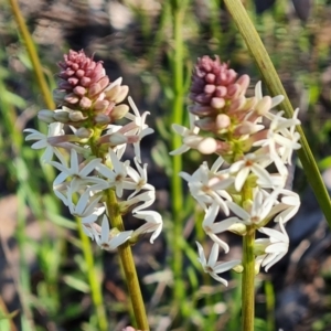 Stackhousia monogyna at Jerrabomberra, ACT - 21 Sep 2021 04:01 PM